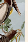 Brown Pelican bluesky 251 Print in Black Veneer With Silver Edge Moulding, After Audubon