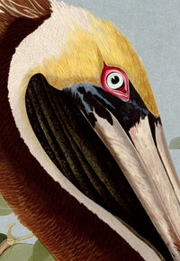 Brown Pelican bluesky 251 Print in Black Veneer With Silver Edge Moulding, After Audubon