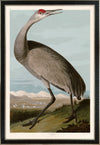 Hooping Crane copy BS flat 261 Print in Black Veneer With Silver Edge Moulding, After Audubon