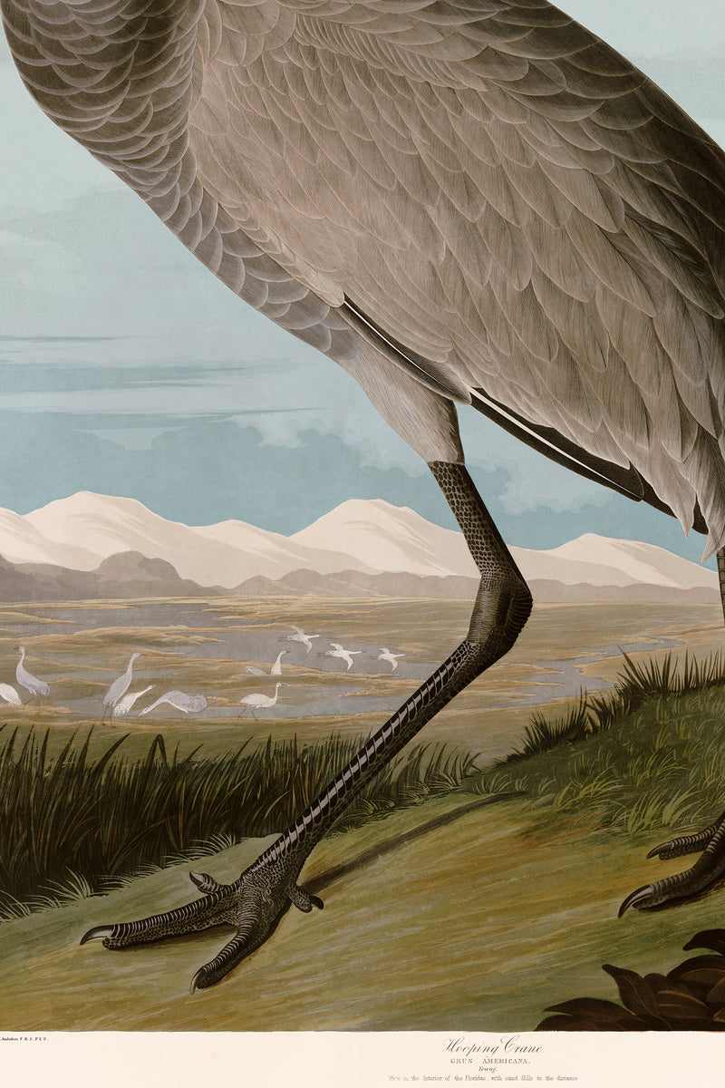 Hooping Crane copy BS flat 261 Print in Black Veneer With Silver Edge Moulding, After Audubon