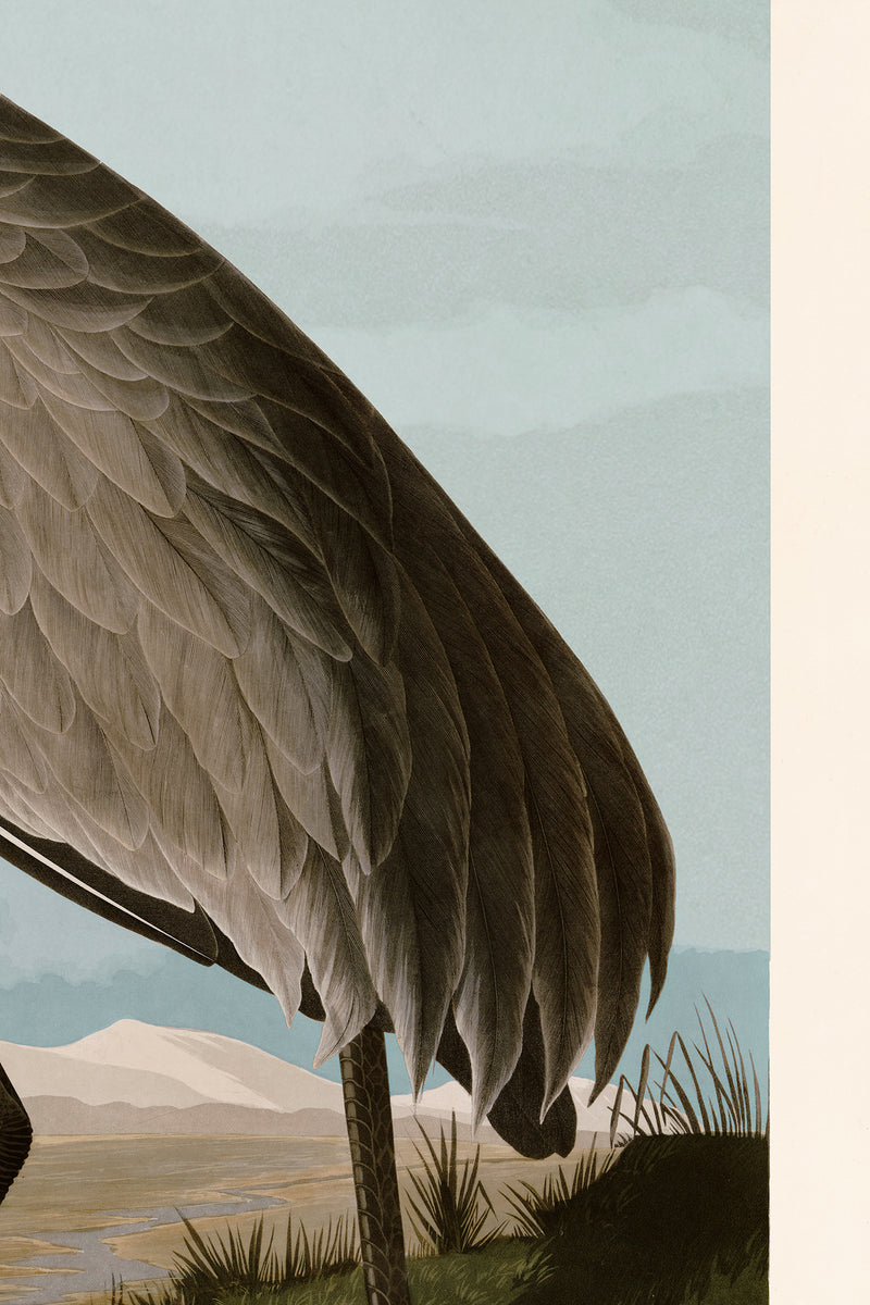 Hooping Crane copy BS flat 261 Print in Black Veneer With Silver Edge Moulding, After Audubon