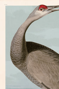 Hooping Crane copy BS flat 261 Print in Black Veneer With Silver Edge Moulding, After Audubon