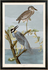 Yellow Crowned Heron 336 Print in Black Veneer With Silver Edge Moulding, After Audubon