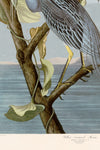 Yellow Crowned Heron 336 Print in Black Veneer With Silver Edge Moulding, After Audubon