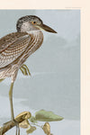 Yellow Crowned Heron 336 Print in Black Veneer With Silver Edge Moulding, After Audubon