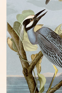 Yellow Crowned Heron 336 Print in Black Veneer With Silver Edge Moulding, After Audubon