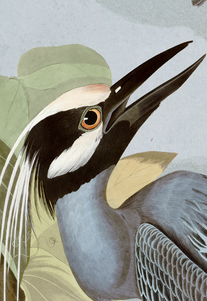 Yellow Crowned Heron 336 Print in Black Veneer With Silver Edge Moulding, After Audubon