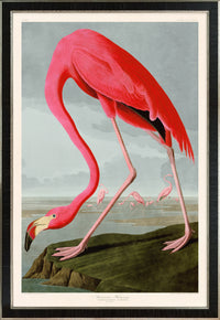 American Flamingo with sky uc big 431 Print in Black Veneer With Silver Edge Moulding, After Audubon