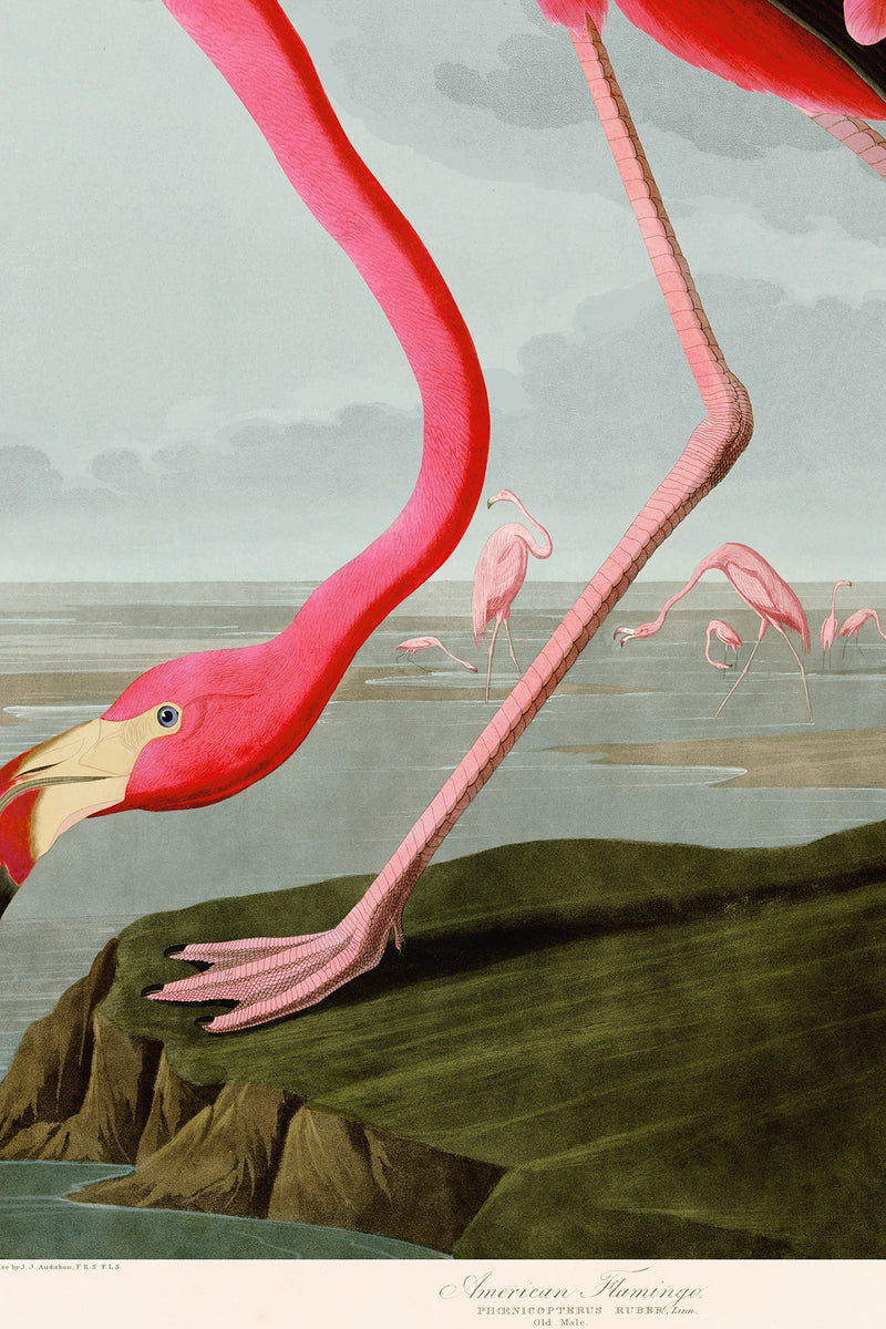 American Flamingo with sky uc big 431 Print in Black Veneer With Silver Edge Moulding, After Audubon