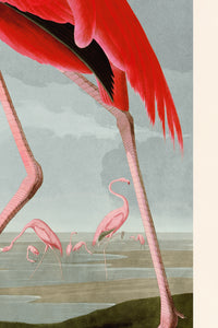 American Flamingo with sky uc big 431 Print in Black Veneer With Silver Edge Moulding, After Audubon