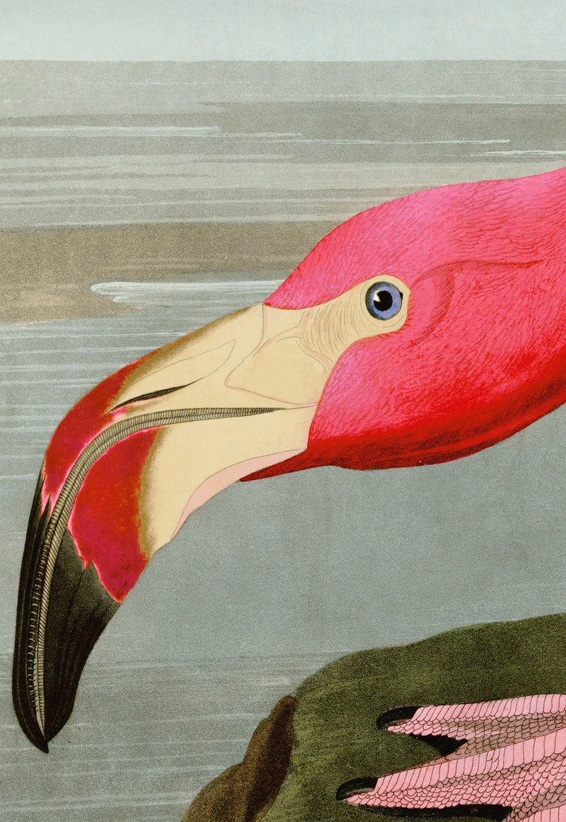 American Flamingo with sky uc big 431 Print in Black Veneer With Silver Edge Moulding, After Audubon