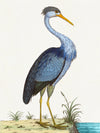 Albin Upclose Blue Heron 18x24