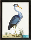 Albin Upclose Blue Heron 18x24