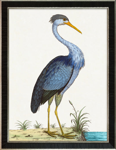 Albin Upclose Blue Heron 18x24