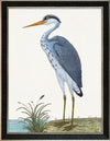 Albin Upclose Common Blue Heron 18x24