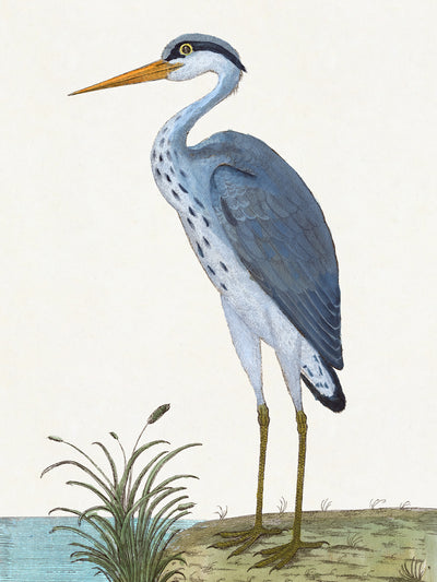 Albin Upclose Common Blue Heron 18x24