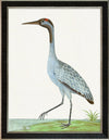 Albin Upclose Crane 18x24