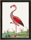 Albin Upclose Flamingo 18x24