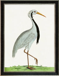 Albin Upclose Numidian Crane 18x24