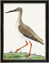 Albin Upclose Redshank 18x24