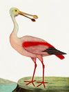 Albin Upclose Spoonbill 18x24