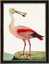 Albin Upclose Spoonbill 18x24