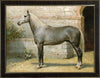 Algerian Horse by Eerelman