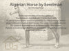 Algerian Horse by Eerelman