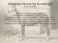 Algerian Horse by Eerelman