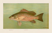 American Fish 003