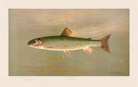 American Fish 006