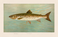 American Fish 07 Atlantic Salmon