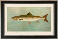 American Fish 07 Atlantic Salmon