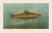 American Fish 008