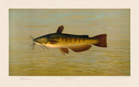 American Fish 009