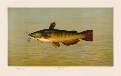 American Fish 009