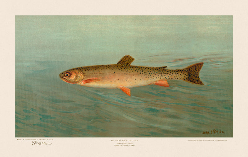 American Fish 012