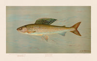 American Fish 014