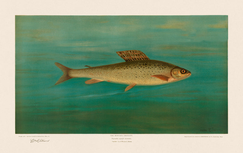 American Fish 015