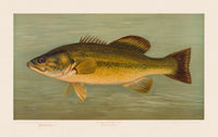 American Fish 019