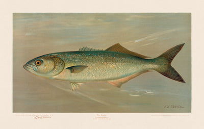 American Fish 020