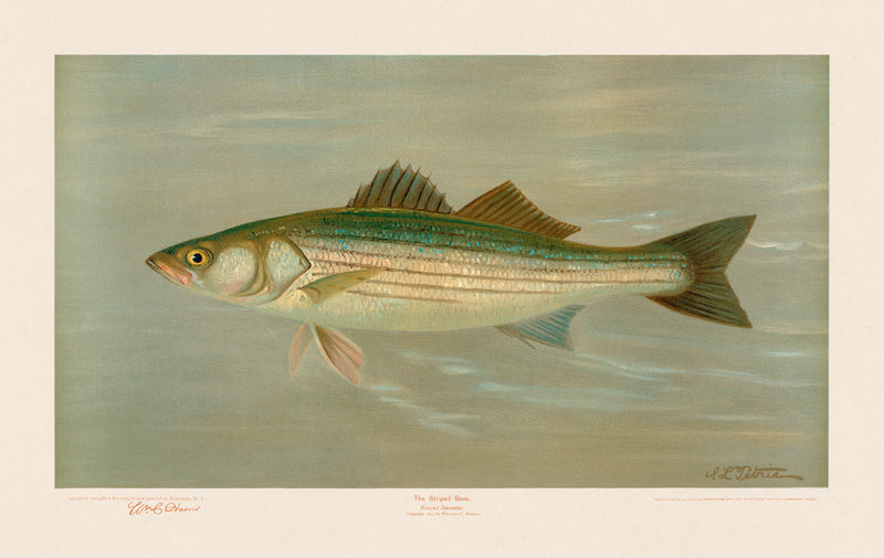 American Fish 022