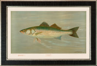 American Fish 022