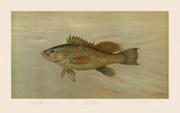 American Fish 023