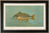 American Fish 024