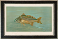 American Fish 024