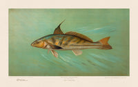 American Fish 025