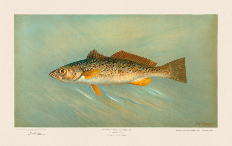 American Fish 026