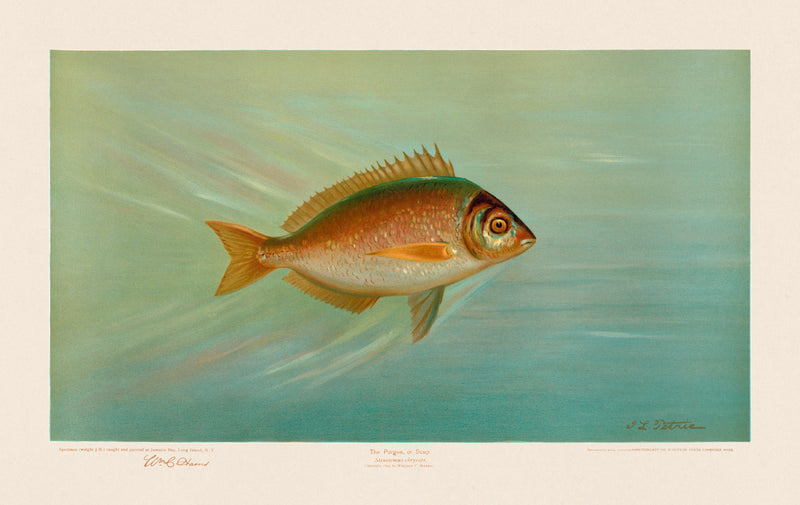 American Fish 028