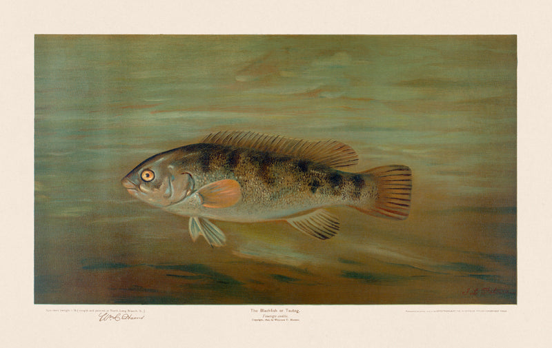 American Fish 029